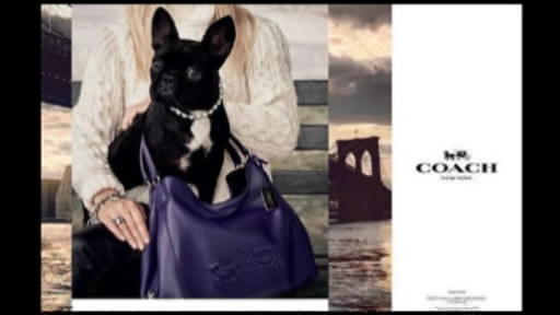 Ledi Qaqanın iti məşhur brendin siması oldu 