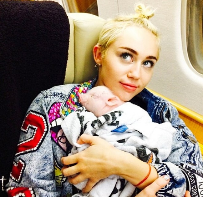 Dünya ulduzlarının donuz sevgisi