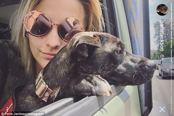 Cekson itinin dilindən öpdü - foto