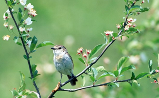 Sabah 32 dərəcəyə hazır olun - hava