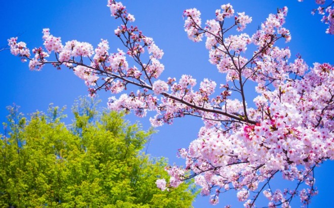 Bakıda sabah 33 dərəcə isti olacaq