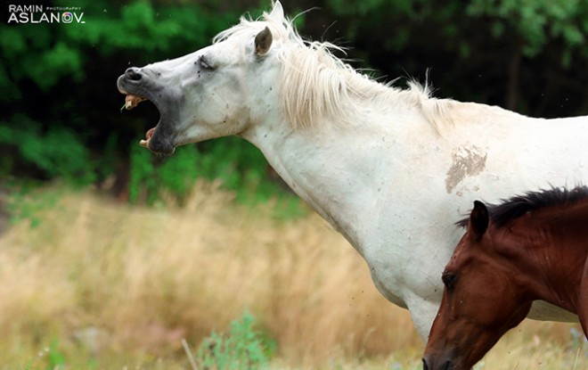 Təbiətin 1460 metr yüksəklikdəki gözəlliyi – foto