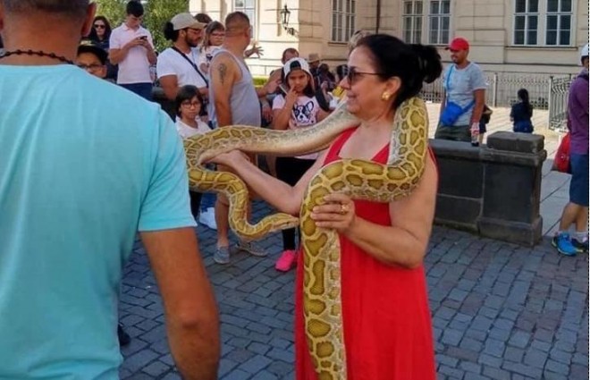 Əməkdar artist ilanı boğazına doladı - foto