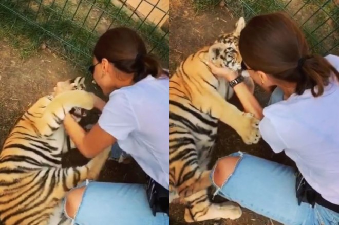 Aysel Əlizadə pələnglə birgə - video