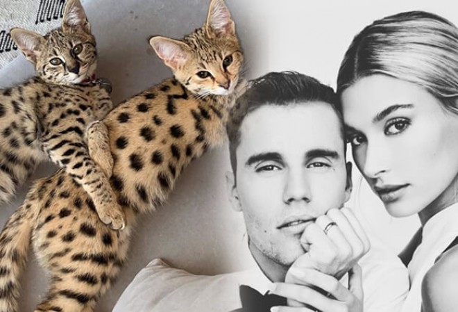 Castin Biber iki pişik aldı - foto