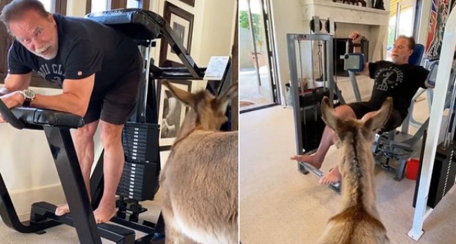 Şvartsenegger eşşək balası ilə məşq etdi - video&nbsp;