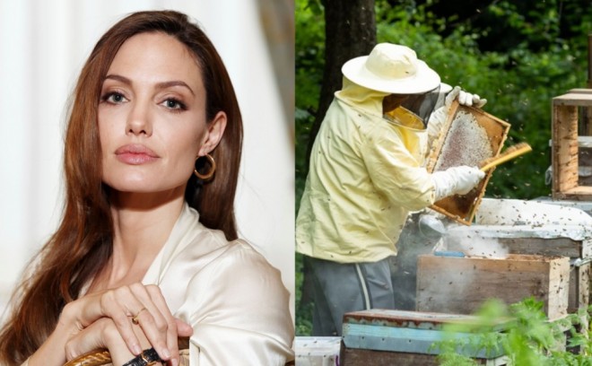 Ancelina Coli arıçı anası olacaq