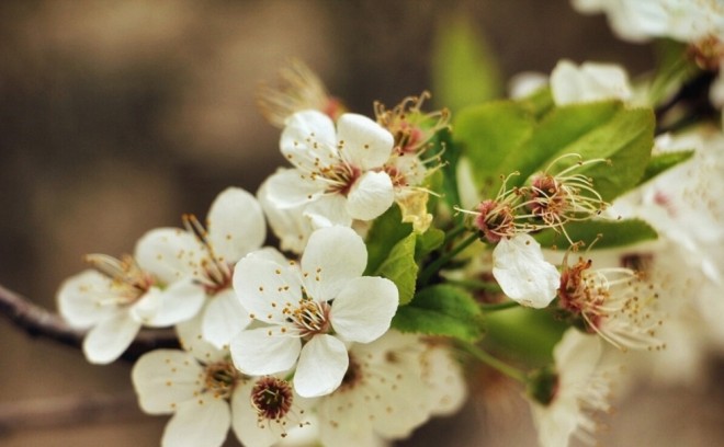 Yaz fəsli Azərbaycana daxil olub
