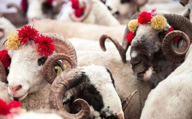 Azərbaycanda Qurban bayramıdır