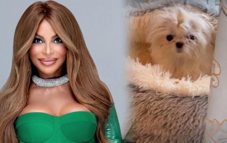 Aygün yeni itini göstərib - VİDEO