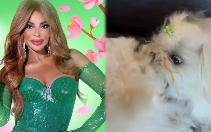 Xalq artistinin 3 iti var - VİDEO